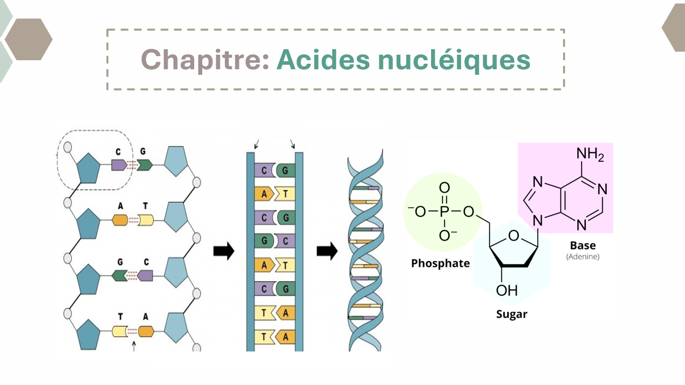 Métabolisme des acides aminés